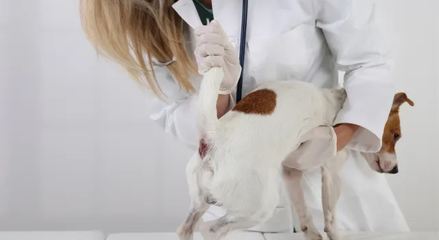 Gruczoły okołoodbytowe u psów, przyczyny problemów z gruczołami