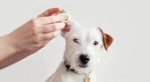 Jak pielęgnować uszy psa i kota? Profilaktyka, czyszczenie krok po kroku i kiedy iść do weterynarza