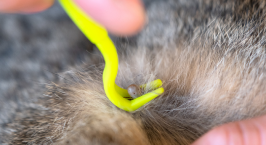 Kleszcze u psa i kota: objawy, choroby, usuwanie oraz naturalna profilaktyka olejkami eterycznymi