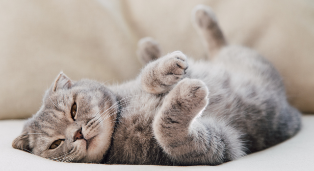 Kozłek lekarski: dlaczego koty go uwielbiają i jak go używać?