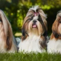 Rasy psów - Shih Tzu