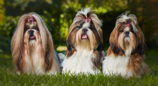 Rasy psów - Shih Tzu