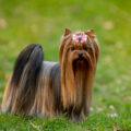 Rasy psów – Yorkshire Terrier