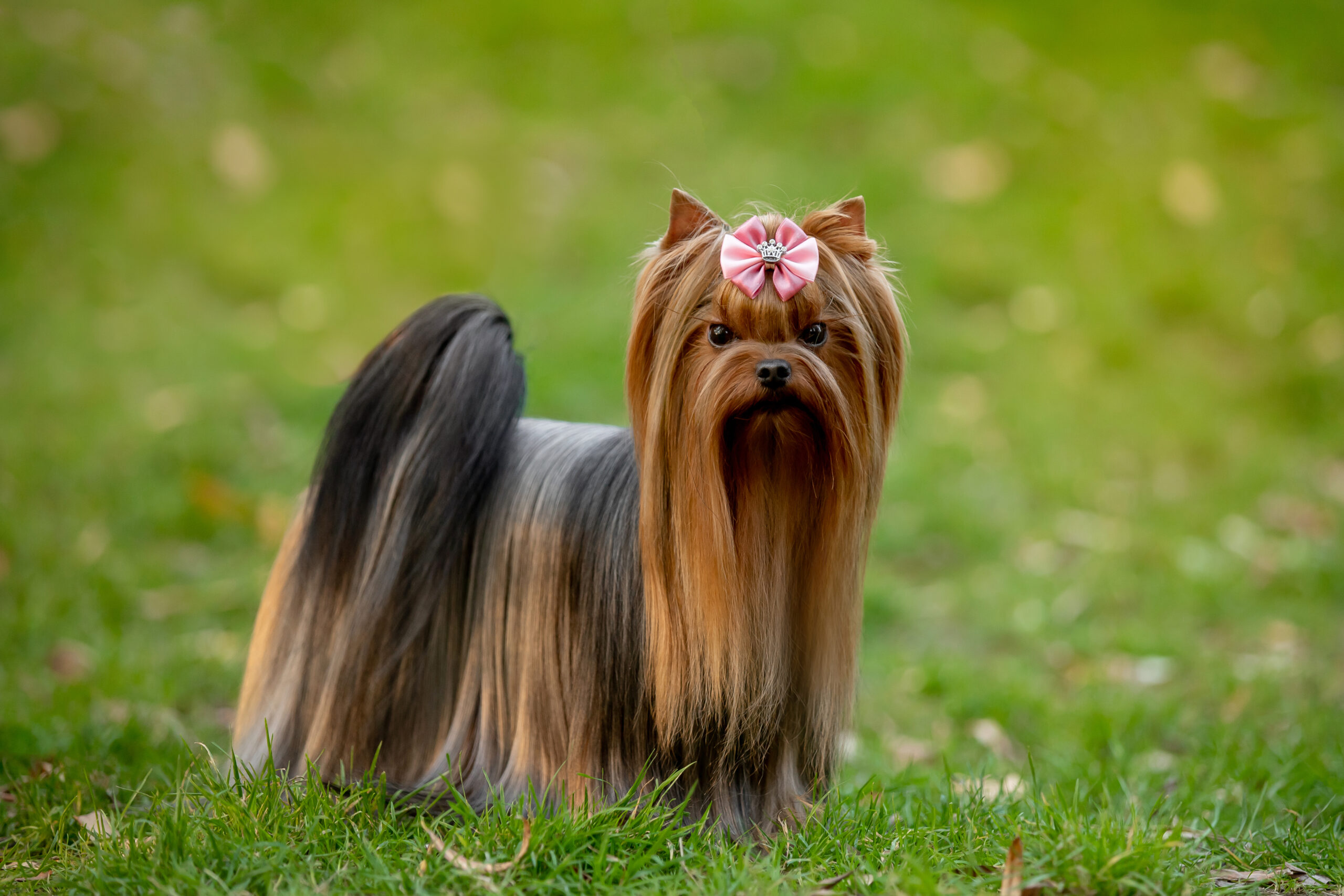 Rasy psów – Yorkshire Terrier