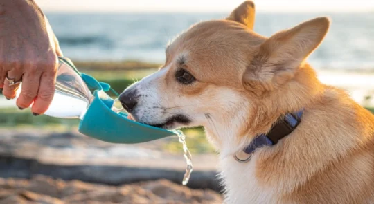 Udar cieplny u psów i kotów: przyczyny, objawy, pierwsza pomoc i zapobieganie